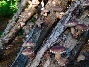 mushroom walk 
