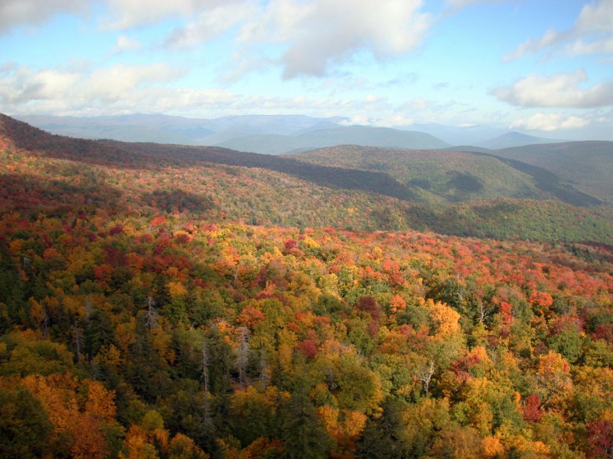 Scenic Tree Lined Country Road In The Catskill Mountains Of