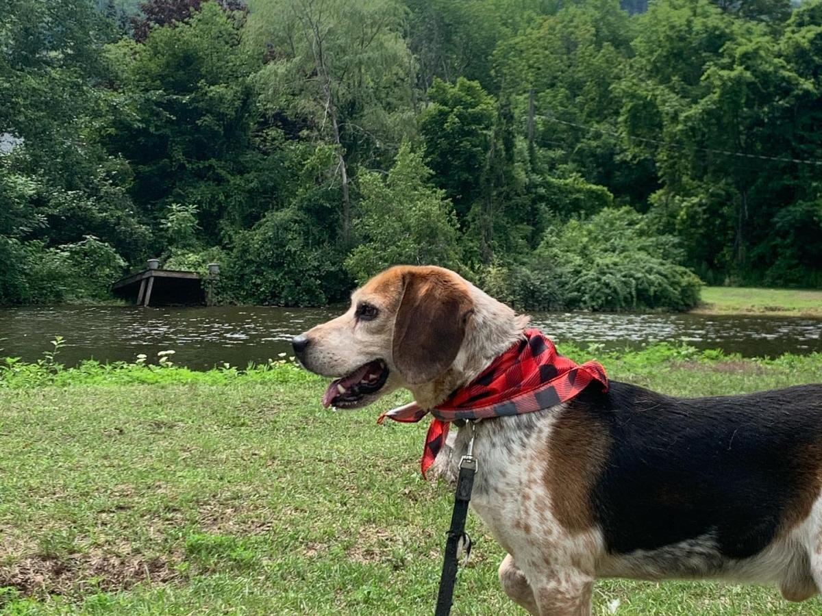 Best Pet Friendly Lodging Hiking Dining In The Catskills