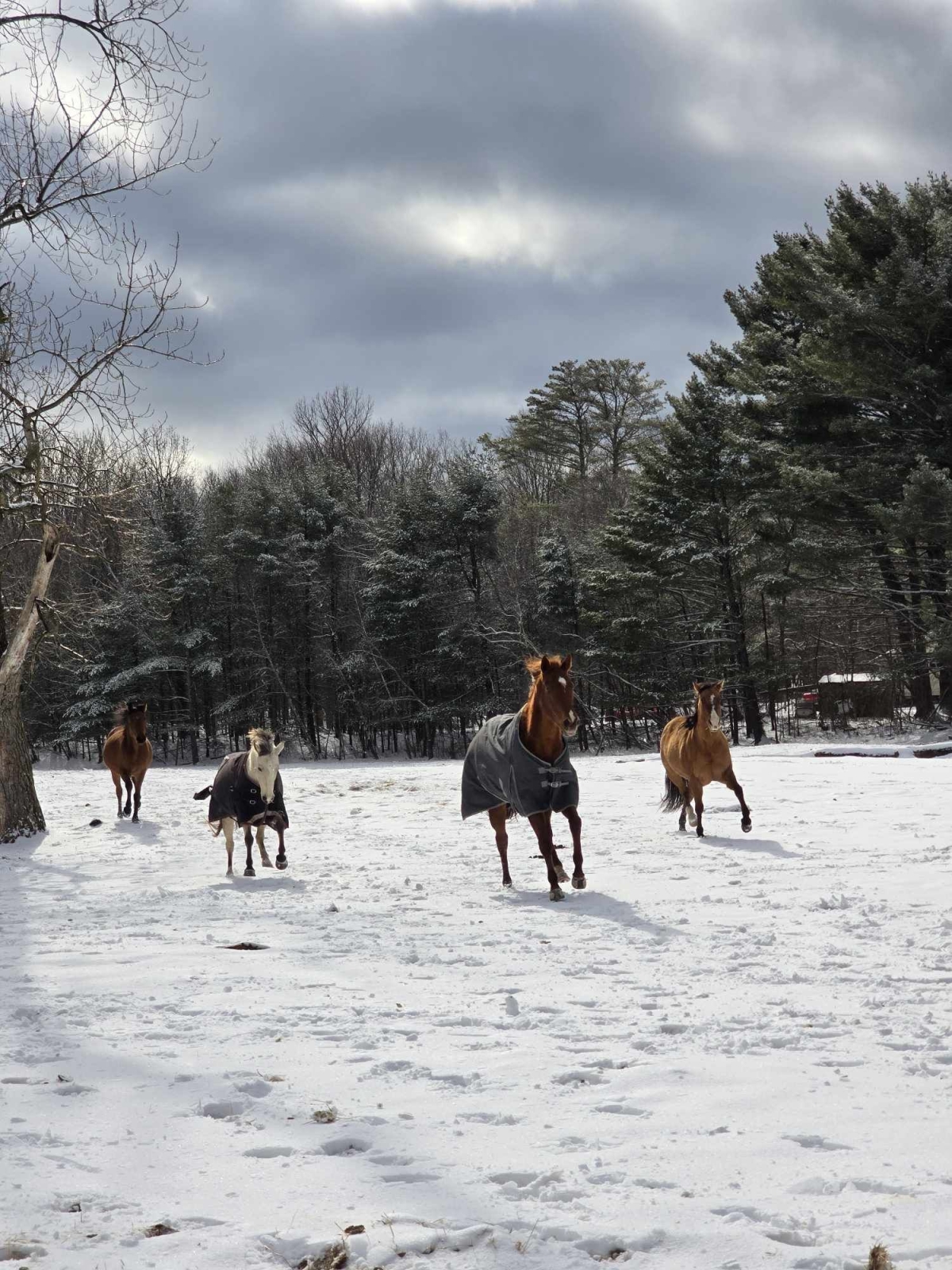 Bailiwick Animal Park & Riding Stables | Great Northern Catskills of ...