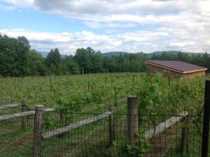 Grapes growing at The Vineyard at Windham