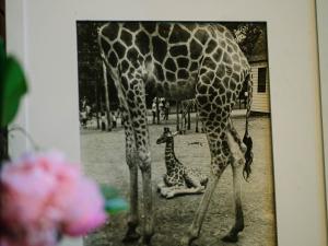 picture of a standing adult giraffe and baby giraffe laying down