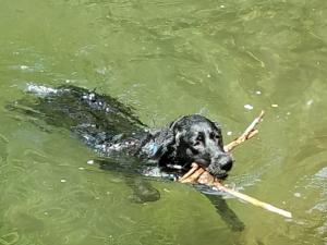 Dog swimming with a stick at Purling waters