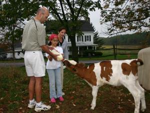 feeding baby cow