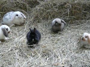 Baby bunnies