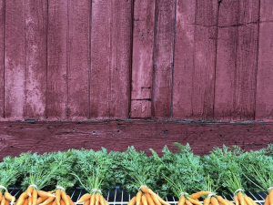 Row of Carrots