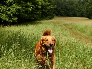 dog in field