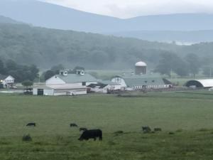 field with cow