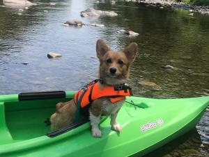 dog in kayak
