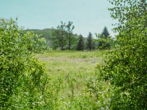 meadow in room 94