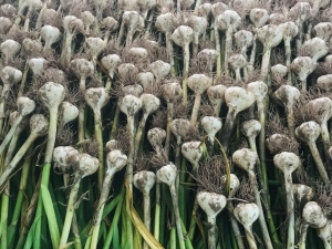 garden garlic in room 7