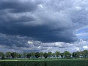 france trees