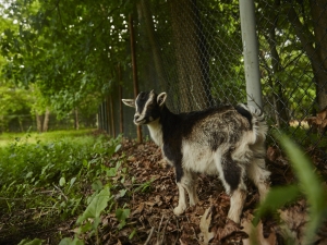 Goat tours at the game farm