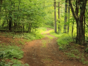 walking path