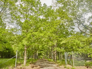 driving path