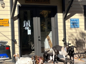 goat tours