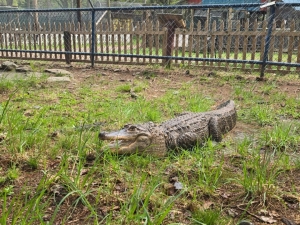 Bailiwick Animal Park & Riding Stables