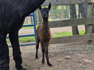 Bailiwick Animal Park & Riding Stables