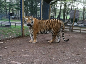 Bailiwick Animal Park & Riding Stables