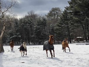 Bailiwick Animal Park & Riding Stables