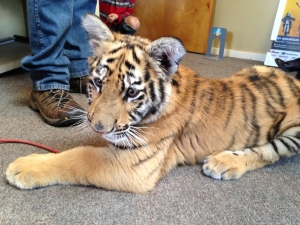 Bailiwick Animal Park & Riding Stables