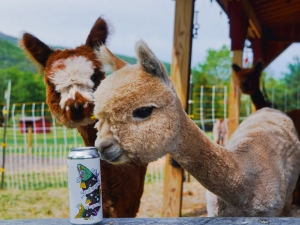 summer and lamas