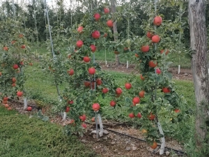 Boehm farm
