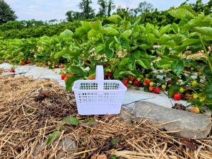 Boehm farm
