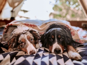 Pet-Friendly-Stay-Windham