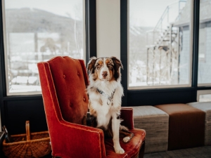 Dog-Friendly-Retreat-Windham