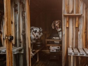 Dog-Friendly-Retreat-Windham