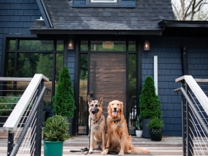 Four-Legged-Friendly-Hotels