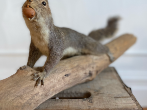 UnQuiet-coxsackie-antique-shop