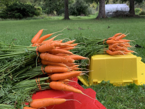 Vernon-Street-Farm-Athens-NY