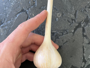 Vernon-Street-Farm-Athens-NY