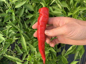 Vernon-Street-Farm-Athens-NY