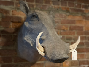 UnQuiet-coxsackie-antique-shop