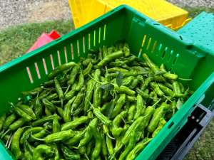 Vernon-Street-Farm-Athens-NY