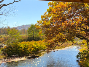 fall-foliage-windham-path-near-hotel-vienna
