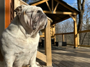 pet-friendly-tiny-house-catskills