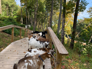 mountain-goat-yoga-a-tiny-house-resort
