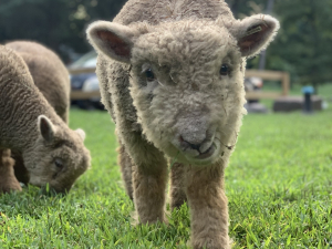 on-site-activities-tiny-house-catskills-cute-farm-animals