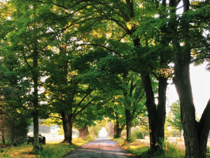 Spruceton-Inn-A-Catskills-Bed-and-Bar-wedding-venue-with-lodging