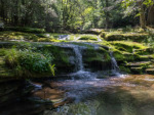 Saenger-Outdoors-Great-Northern-Catskills-White-tailed-deer-Guided-trips-for-families