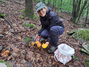 Chanterelle-mushroom-hunting-great-northern-catskills-Saenger-Outdoors