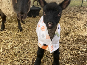 little-duck-farm-greenville-ny