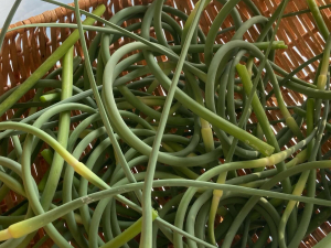 little-duck-farm-greenville-ny