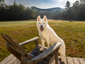 northern-catskills-private-hunting-camping-glamping-waterfalls-saenger-outdoors-acra-new-york