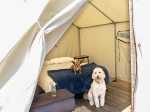 northern-catskills-private-hunting-camping-glamping-pet-friendly-saenger-outdoors-acra-new-york