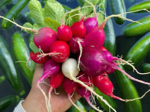 Six-Hands-Farm-Store-Catskill-NY